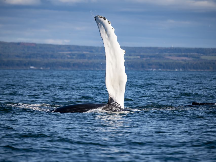Tadoussac or Baie-Sainte-Catherine: Whale Watching Boat Tour - Features of the Tour Boats