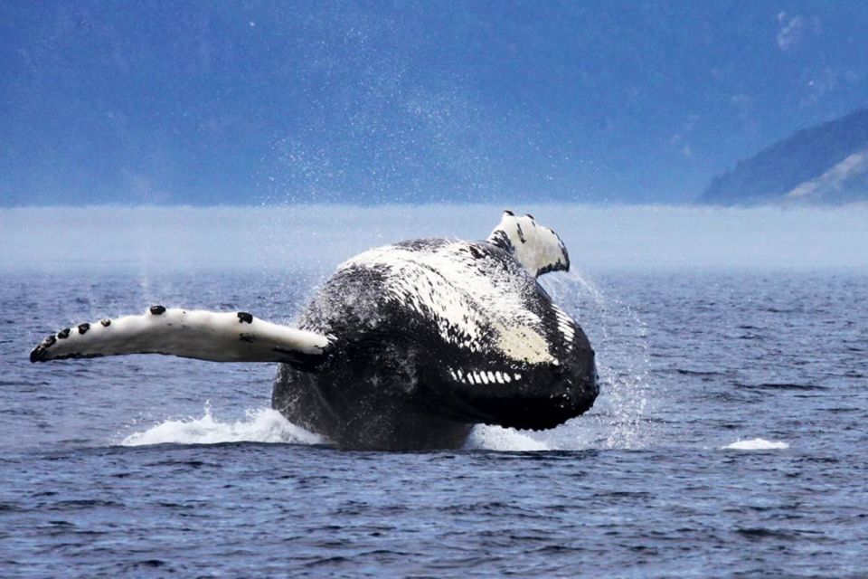 Tadoussac or Baie-Sainte-Catherine: Whale Watching Boat Tour - Educational and Engaging Experience
