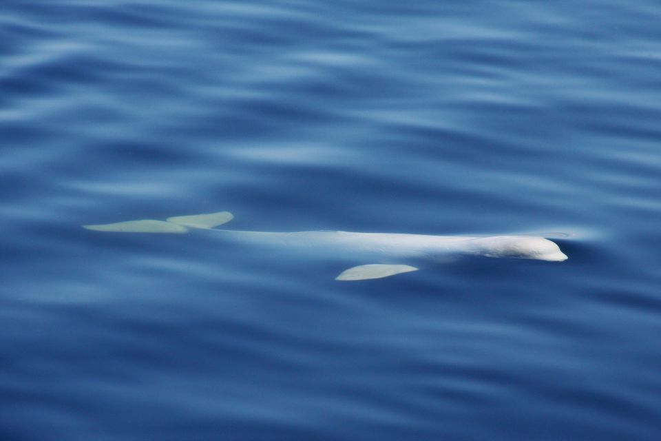 Tadoussac or Baie-Sainte-Catherine: Whale Watching Boat Tour - Starting and Drop-off Locations