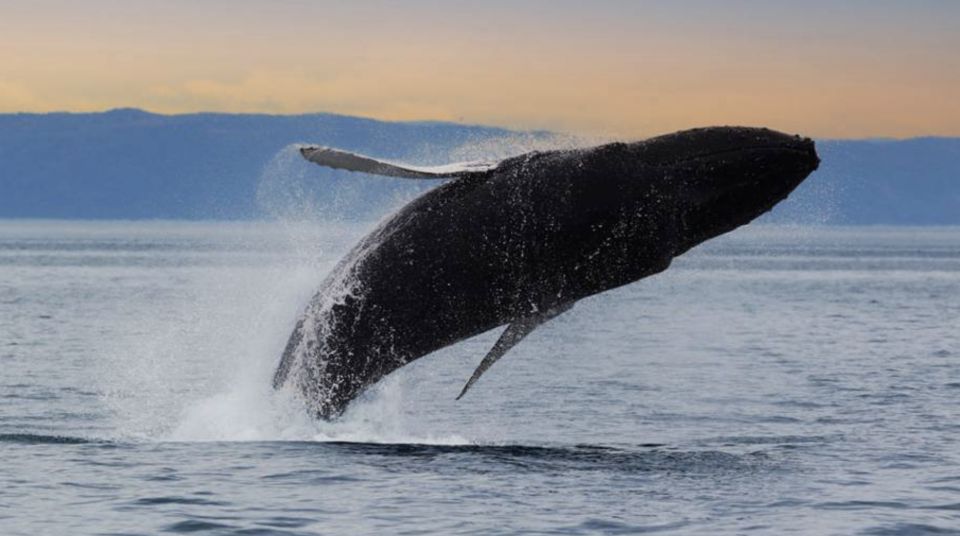 Tadoussac: VIP Lounge or Upper Deck Whale Watching Cruise - Key Points