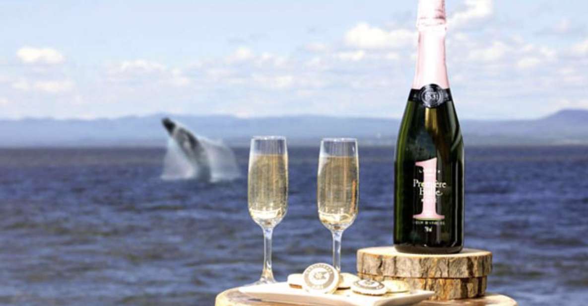 Tadoussac: VIP Lounge or Upper Deck Whale Watching Cruise - VIP Lounge Option