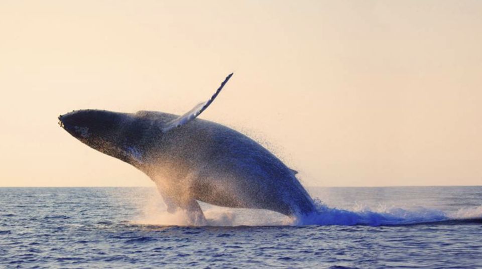 Tadoussac: VIP Lounge or Upper Deck Whale Watching Cruise - Gourmet Lunch and Refreshments