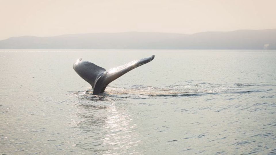 Tadoussac: VIP Lounge or Upper Deck Whale Watching Cruise - Recommendations and Considerations