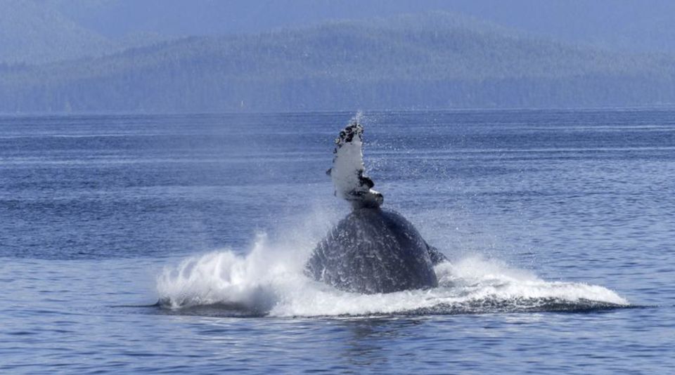 Tadoussac: VIP Lounge or Upper Deck Whale Watching Cruise - Frequently Asked Questions