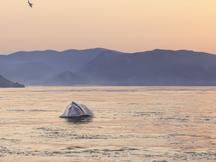 Tadoussac: Whales and Fjord Cruise - Morning or Twilight Tour - Boat and Tour Details