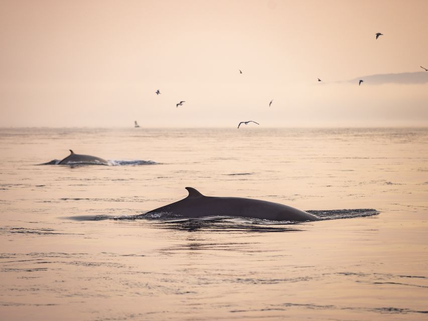 Tadoussac: Whales and Fjord Cruise - Morning or Twilight Tour - Frequently Asked Questions