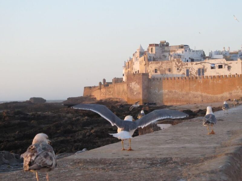 Taghazout/Agadir/Tamraght : Essaouira Guided Day Trip - Transportation and Guide
