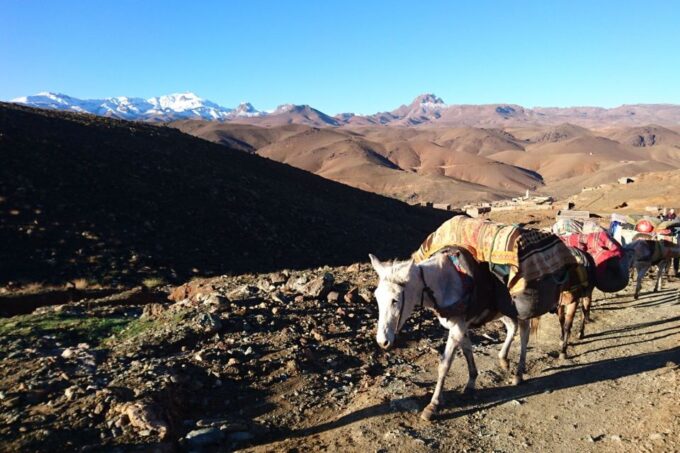 Taghazout: Paradise Valley and Sand Dunes Guided Tour - Customer Feedback