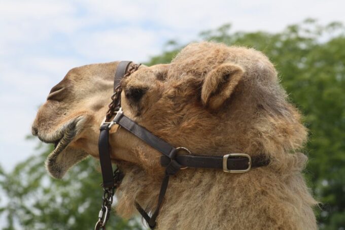 Taghazout Sunset Camel Ride - Booking and Cancellation