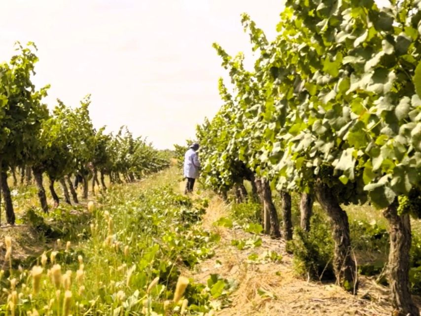 Tagus River & Ancient Production: Olive Oil, Wine and Horses - Historical Insights