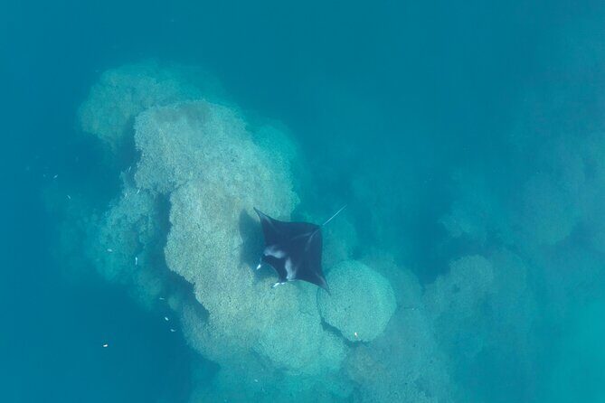 Taha'a Island or Raiatea Boat Tour - An Overview of the Tahaa Island or Raiatea Boat Tour