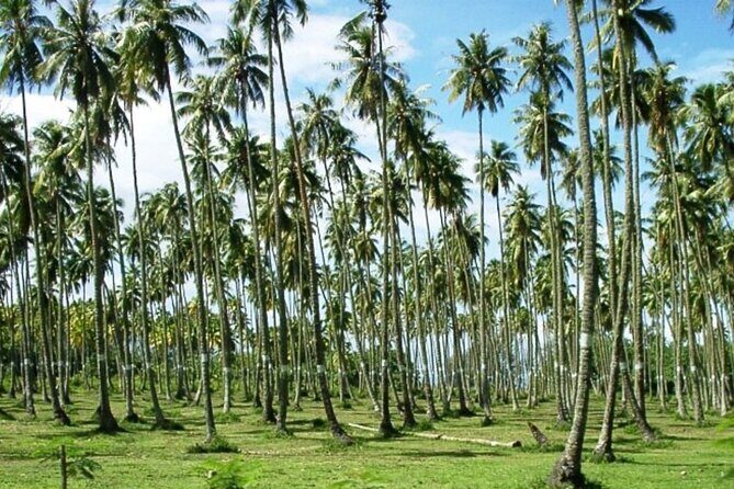 Tahiti: Full Day Tour of the Island - A Deep Dive into the Tahiti Full-Day Tour