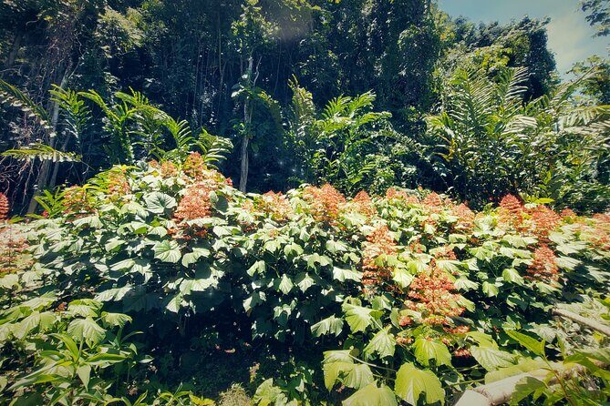 Tahiti Half Day Coastal Private Tour - What Travelers Say: Authentic Voices