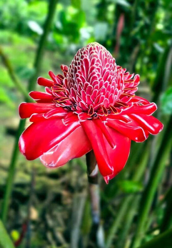 Tahiti Half Day Small Group Circle Tour - Waterfalls & Caves - An In-Depth Look at the Tahiti Half Day Tour Experience