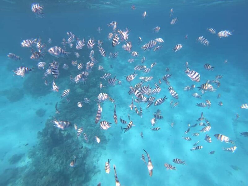 Tahiti island: 4 hours Snorkeling Tour - Who Will Love This Tour?