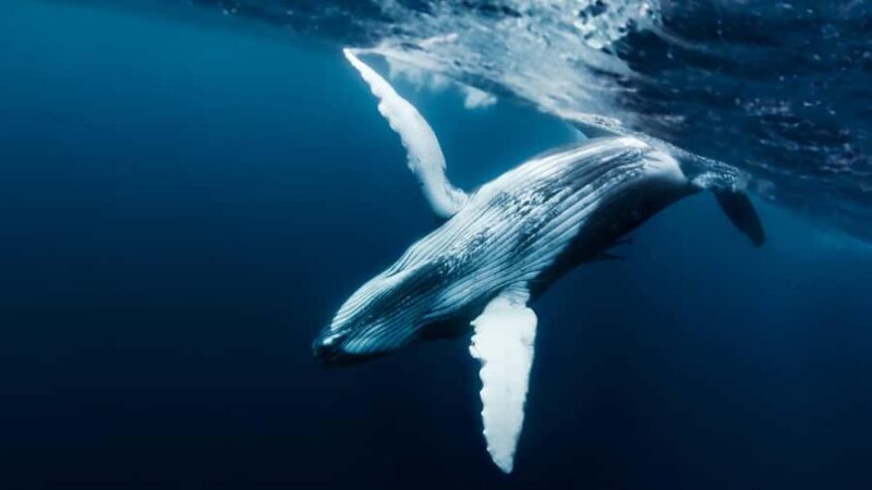 Tahiti island: Whale watching Experience - Who Would Enjoy This Tour?