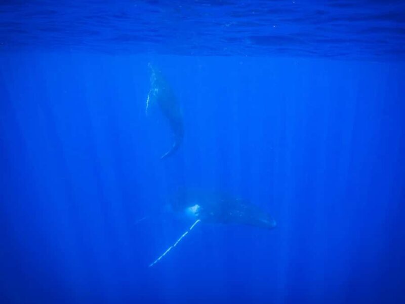 Tahiti island: Whale watching Experience - Practical Tips for Your Trip
