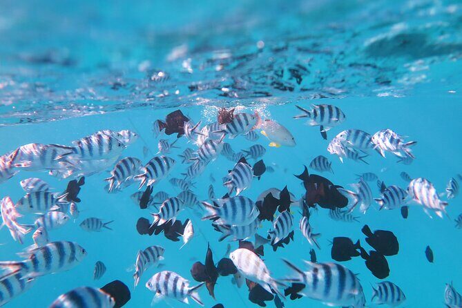 Tahiti Lagoon Vaimareva Private Boat cruise - An In-Depth Look at the Tahiti Lagoon Vaimareva Private Boat Cruise