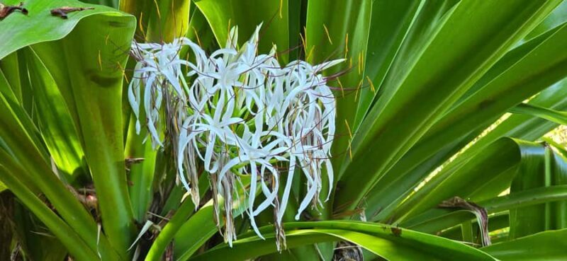 Tahiti: Private Half Day Culture and Nature Highlights Tour - FAQ