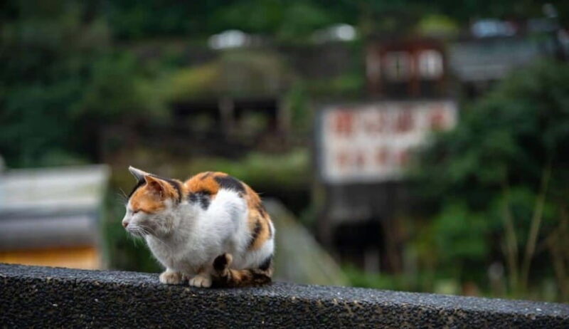 Taipei: Jiufen,Shifen & Houtong Cat Village Private Day Tour - Key Points