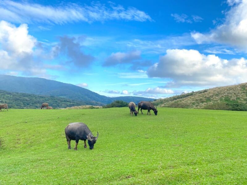 Taipei: Yangmingshan & Beitou Full-Day Tour - Visiting Yangmingshan National Park