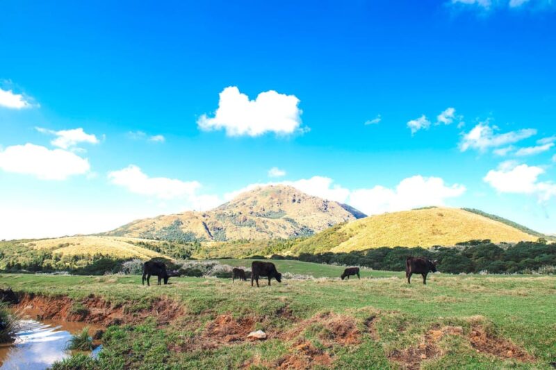 Taipei: Yangmingshan & Beitou Full-Day Tour - Beitou Hot Spring Museum