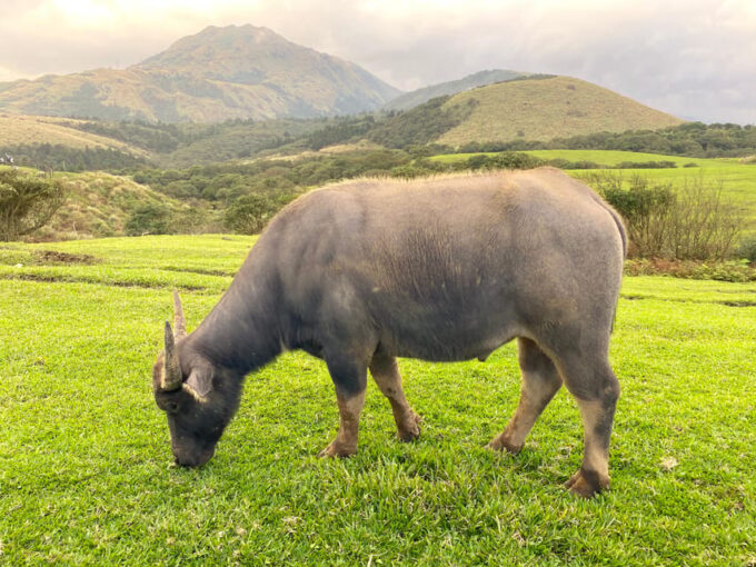 Taipei: Yangmingshan & Beitou Full-Day Tour - Tour Inclusions and Exclusions