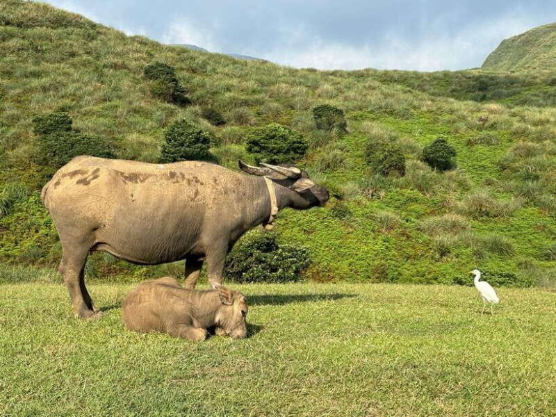 Taipei: Yanmingshan walking tour - Qingtiangang Grassland - A Detailed Look at the Itinerary