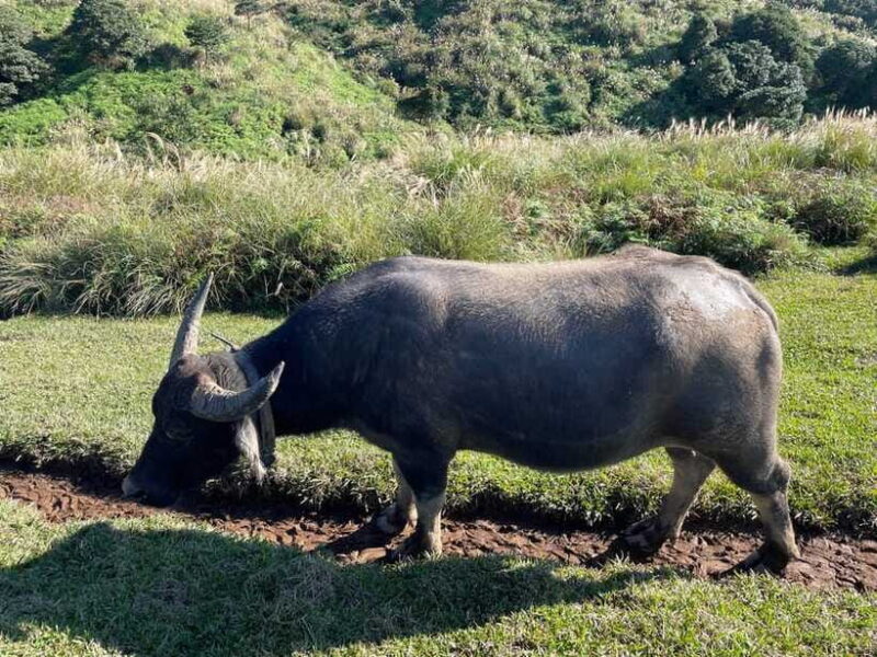 Taipei: Yanmingshan walking tour - Qingtiangang Grassland - FAQ