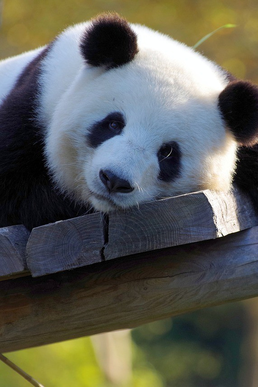 Taipei: Zoo Entrance Ticket - Experience Highlights