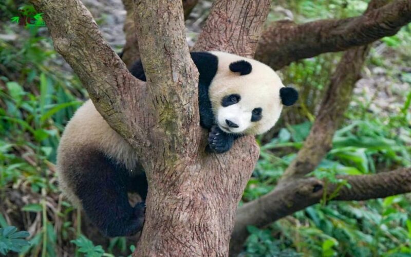 Taipei: Zoo Entrance Ticket - Additional Information