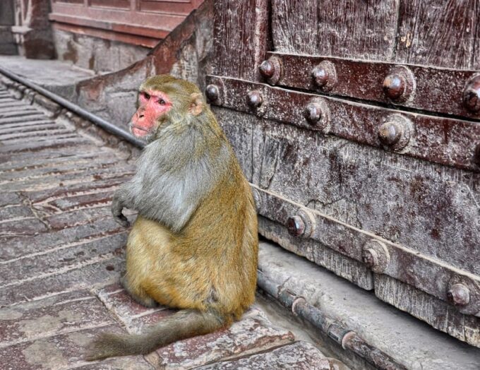 Taj Mahal Full Moon Night Tour From Delhi (All-Inclusive) - Multilingual Tour Guides and Accessibility