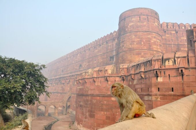 Taj Mahal Full Moon Night Tour From Delhi (All-Inclusive) - Frequently Asked Questions