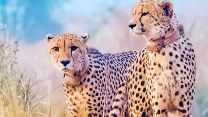 Taj Mahal Tour With Kuno National Park Safari Tour 6n/7d - Guided Tour and Language Options