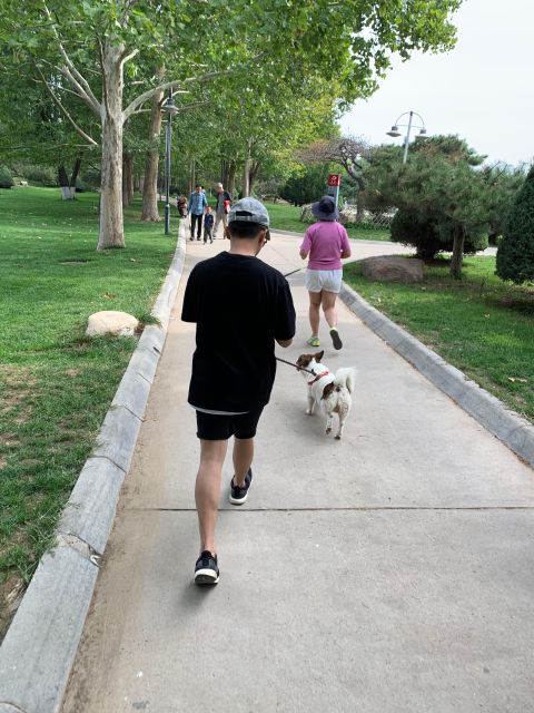 Taking a Walk With Rescue Puppies - Interacting With Puppies