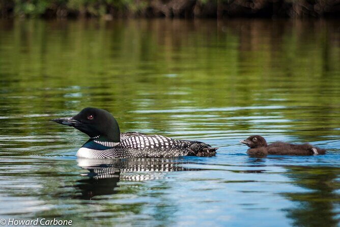 Talkeetna Lakes Hike Guided by a Naturalist - An In-Depth Look at the Talkeetna Lakes Hike
