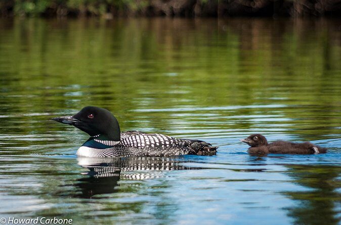 Talkeetna Lakes Hike Guided by a Naturalist - Authentic Experiences and Real Traveler Insights