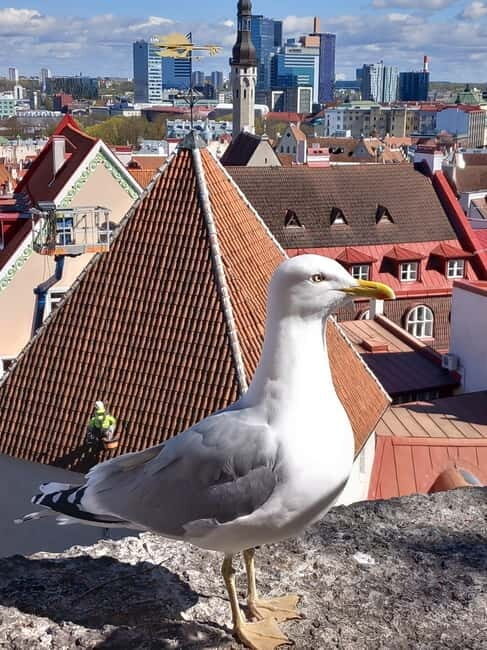 Tallinn: Lower and Upper Town (Guided Walking Tour) - An In-Depth Look at the Tour Experience