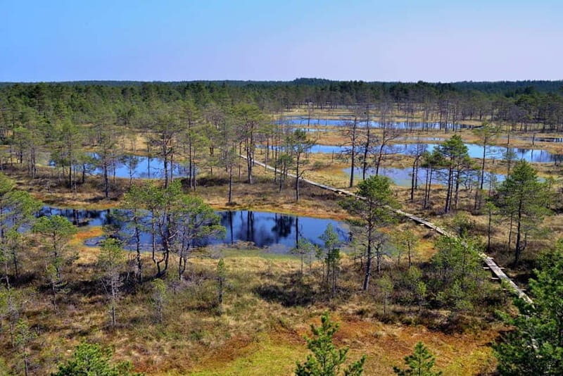 Tallinn: Old Town Tour with Bog Walk - An Authentic Experience for Nature and History Buffs