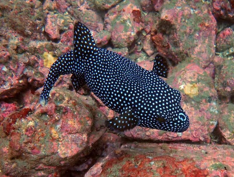 Tamarindo: Guided Snorkeling Tour with Marine Life Spotting - Who Should Consider This Tour?