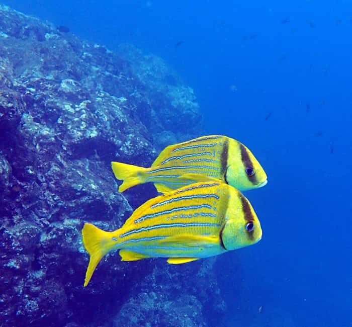 Tamarindo: Guided Snorkeling Tour with Marine Life Spotting - FAQ