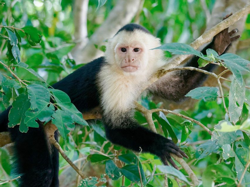 Tambopata: Extreme River Adventure in Tambopata 1-Day - Key Points