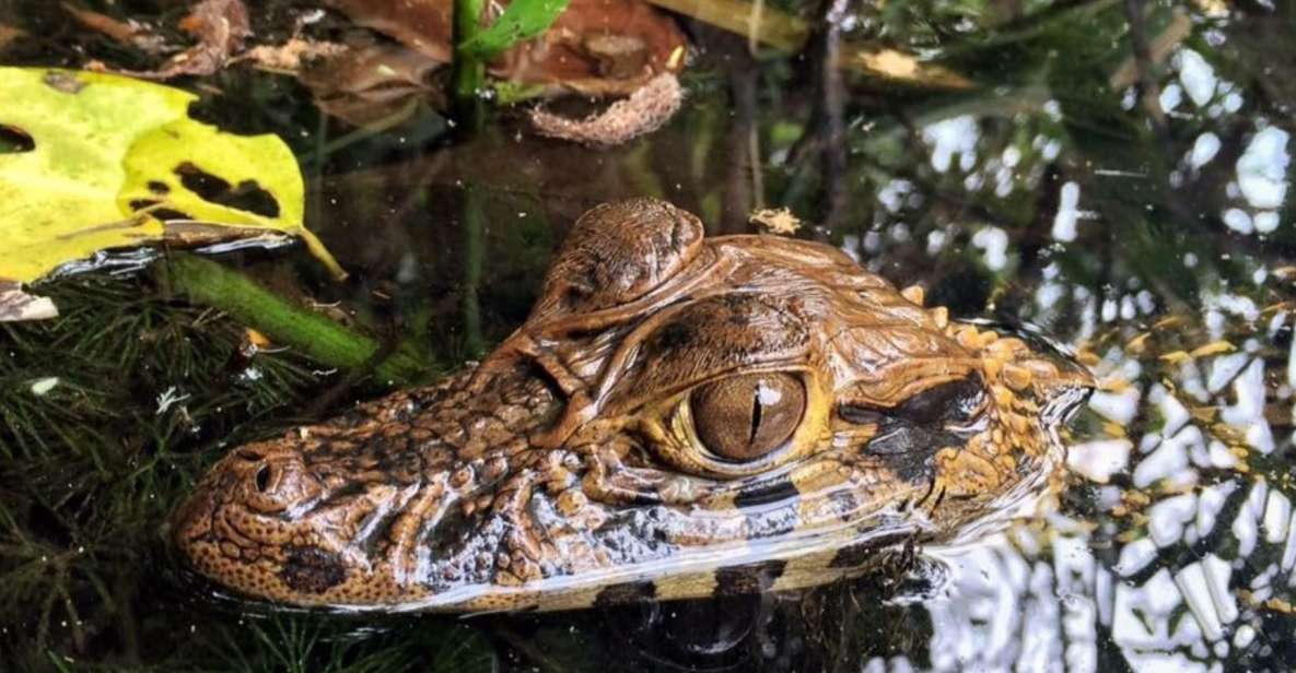 Tambopata: Lake Sandoval and Cayman Safari 2-days - Key Points