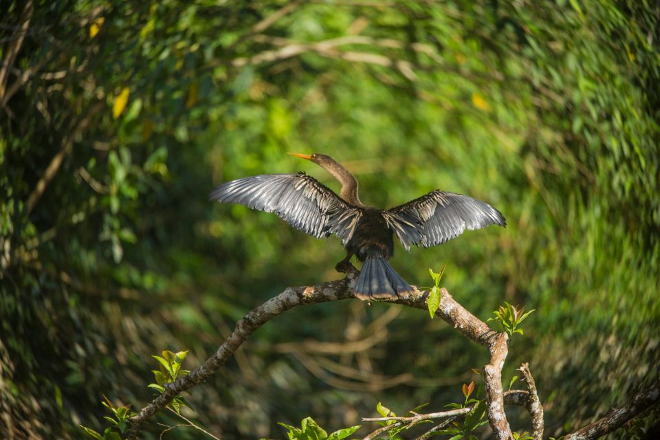 Tambopata Macaw Clay Lick 4 Days/3 Nights - Key Points
