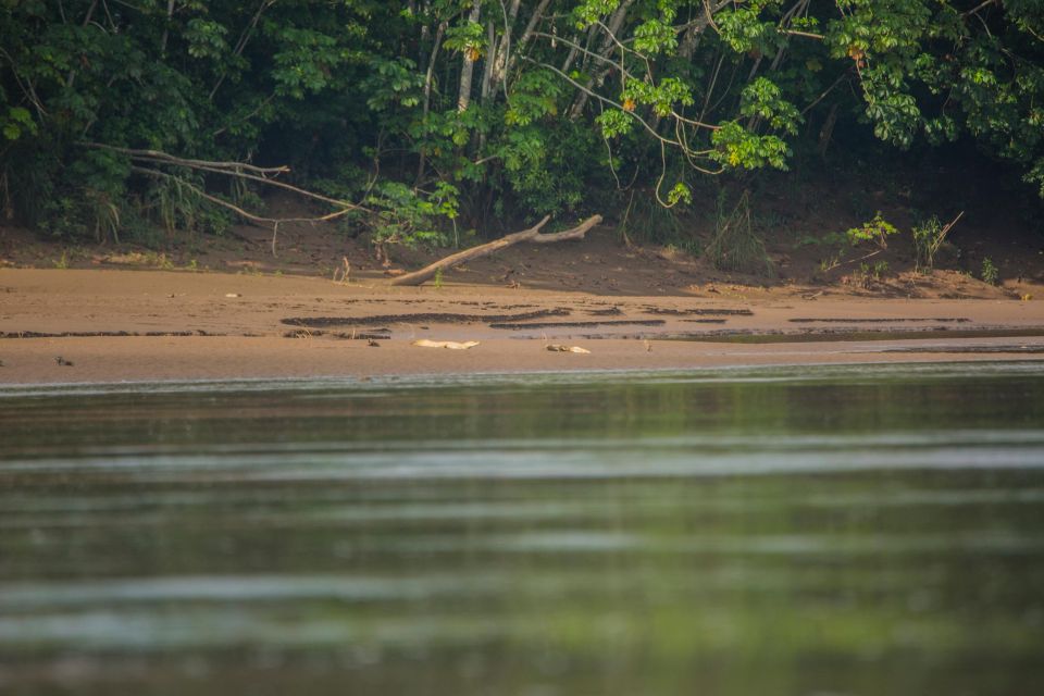 Tambopata Macaw Clay Lick 4 Days/3 Nights - Wildlife Spotting