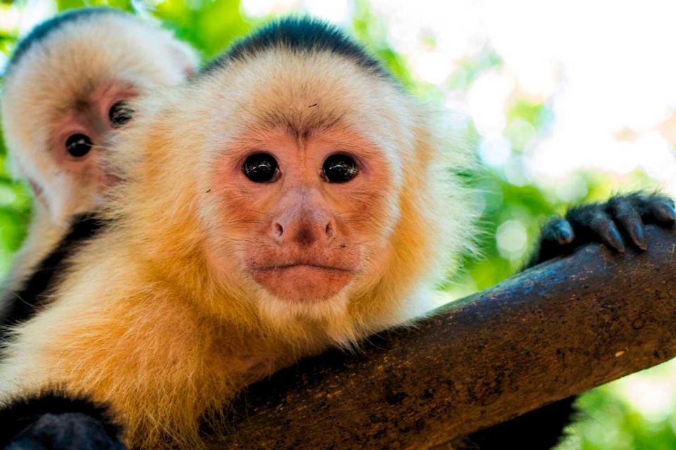 Tambopata: Mashiguenga Family + Tambopata Reserve 5-Days - Key Points