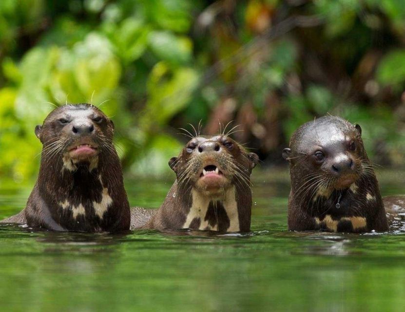 Tambopata: Mashiguenga Family + Tambopata Reserve 5-Days - Night Walk: White Caimans and Capybaras