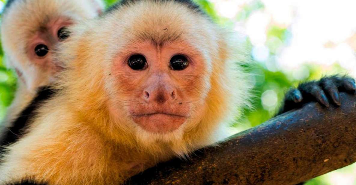 Tambopata: Mashiguenga Family + Tambopata Reserve 5-Days - Lake Sandoval and Nocturnal Animals