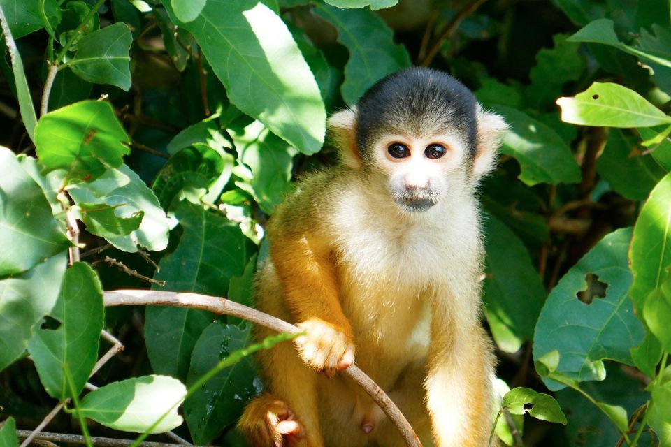 Tambopata: Mashiguenga Family + Tambopata Reserve 5-Days - Cultural Exchange With Mashiguenga Family