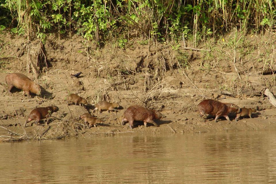 Tambopata: Mashiguenga Family + Tambopata Reserve 5-Days - Return to Puerto Maldonado